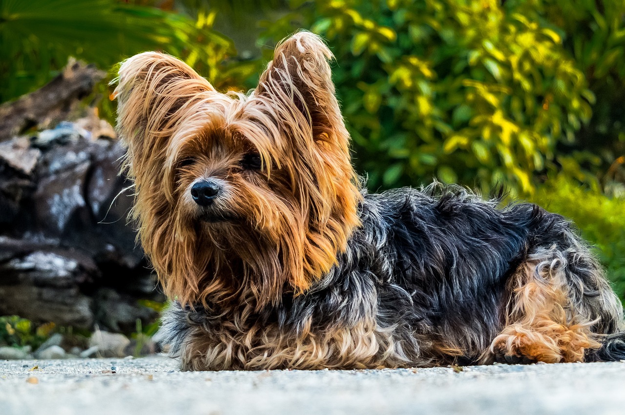 The Unique Traits of the American Hairless Terrier